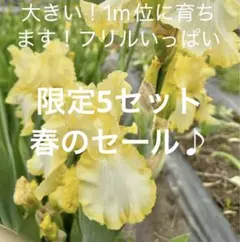 2026年最新】ジャーマンアイリス苗の人気アイテム - メルカリ