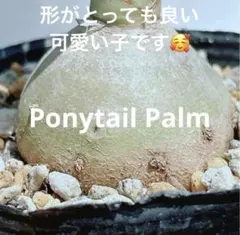 【まん丸かわいい♡早い者勝ち】　トックリラン　ポニーテール　抜き苗発送　01のサムネイル