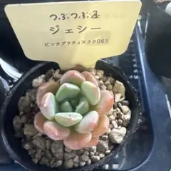ジェシー カット苗 つぶつぶ屋 5㌢ポット 多肉植物 微根ありのサムネイル