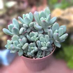 レッドレジェンド カット苗 エケベリア 韓国苗 微根あり - メルカリ