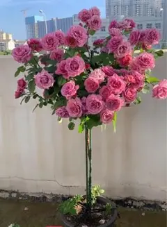 みみみみ様 リクエスト 2点 まとめ商品