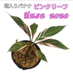ムサ　ノノ　ピンク　No.001　鉢、送料込　メルカリ便 ムサ·ノノピンクバナナ① ムサ·ノノピンクバナナ① ムサ·ノノピンク