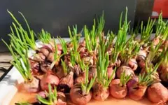 2026年最新】玉ねぎ苗の人気アイテム - メルカリ
