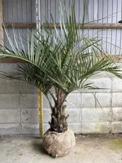 愛知県豊田市引き渡しのみ ココスヤシ 鉢底高さ230cm 幹回り110cm