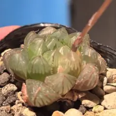 S*a様 ハオルチア オブツーサ錦　水中月錦4 多肉植物