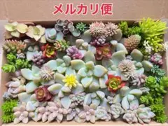 2026年最新】桜牡丹 多肉の人気アイテム - メルカリ