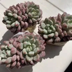 多肉植物♡スノーピーチ