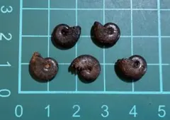 【お買い得】ミニアンモナイト 5個セット①のサムネイル