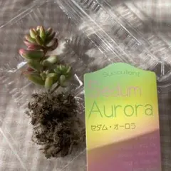 もこたん様 リクエスト 2点 まとめ商品