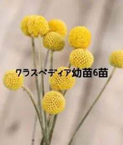 クラスペディア20本 ドライフラワー花材 ハンドメイド花材 ネコポス