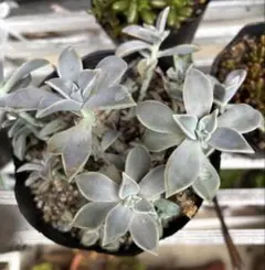 2025年最新】多肉植物 朧月の人気アイテム - メルカリ