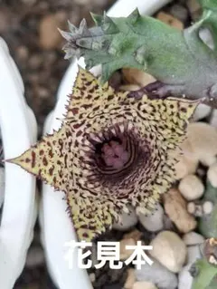 ガガイモフェルニア 、アトロサンギネア 観葉植物のサムネイル