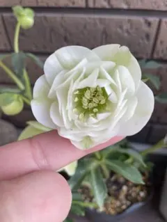 2026年最新】クリスマスローズ 多弁の人気アイテム - メルカリ