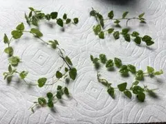 412 コミフォラ エイル Commiphora spp 実生 簡単に葉が落ちる - メルカリ