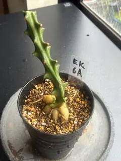 多肉植物 ユーフォルビア　クンチー 発根株1株とカット苗5本 EK 6Aのサムネイル