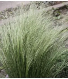 BEBE様専用 カラーリーフプランツ　コーマンズフロステッドカール　ふた株