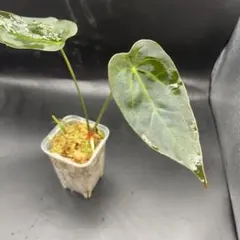 2025年最新】レアアンスリウムの人気アイテム - メルカリ