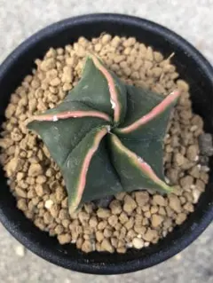 2026年最新】ランポー玉の人気アイテム - メルカリ