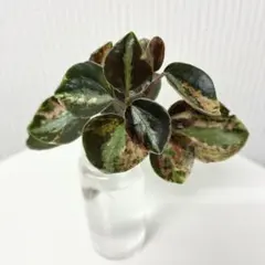 ぽ*た様 【希少】Peperomia argyreia Neon variega - メルカリ