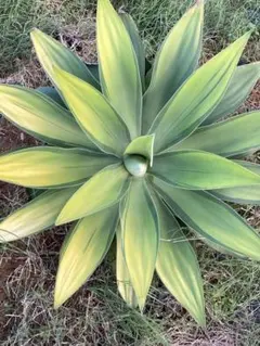 2025年最新】アテナータ レイオブライトの人気アイテム - メルカリ