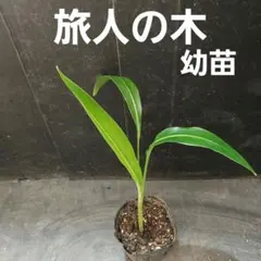 ④ 旅人の木 幼苗 オオギバショウのサムネイル