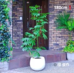 引取限定★シェフレラ　9号　180cm　観葉植物　大型 引取限定☆シェフレラ 9号 180cm 観葉植物 大型 シェフレラ