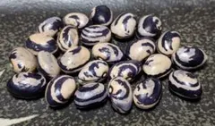 貝豆　種15粒