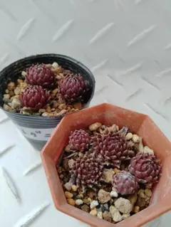 2026年最新】センペルビウムの人気アイテム - メルカリ