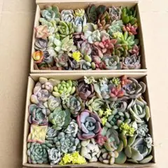 多肉植物　カット苗詰め合わせ　寄せ植え　２箱セット
