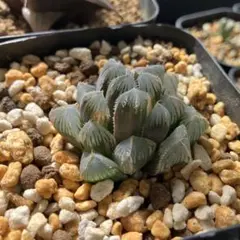 2026年最新】赤い鳥 ハオルチアの人気アイテム - メルカリ