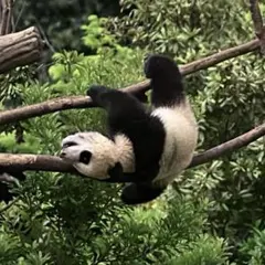 上野　松坂屋　パンダ　ポストカード　シャオシャオ　毎日パンダさん　思い出　暁暁
