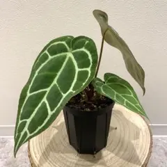 ケンタロウ様 リクエスト 2点 まとめ商品