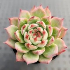 ねる☆様 リクエスト 3点 まとめ商品　ポットごと