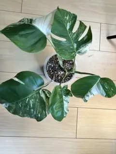 斑入りモンステラ ボルシギアナ ホワイトタイガー 茎挿し 茎伏せ