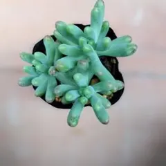 1点もの】五十鈴玉錦☆抜き苗☆フェネストラリア☆多肉☆多肉植物