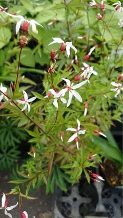 ガウラ(ピンク) ハクチョウソウ 白蝶草 1ポット 抜き苗 (15) - メルカリ