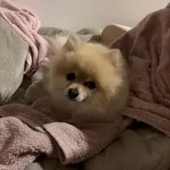 カメラ