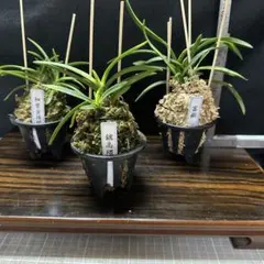 風蘭　富貴蘭　3種セットE-1「富嶽、細葉金鏤閣、鑢高隈」のサムネイル