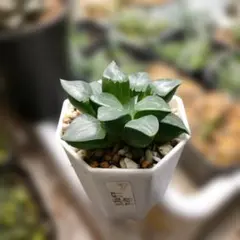 しろねこ様 リクエスト 2点 まとめ商品