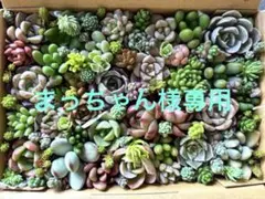 多肉植物　寄せ植えセット　カット苗b 　☆盛りだくさん☆