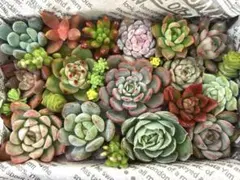 多肉植物　カット苗　詰め合わせ ☆ 寄せ植えセット　多肉弁当