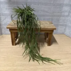 ☘観葉植物☘ホヤ リネアリス 抜き苗⑩ ☘観葉植物☘ホヤ リネアリス 抜き苗⑩ - メルカリ