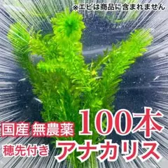2026年最新】アナカリスの人気アイテム - メルカリ
