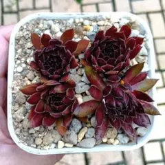 センペルビウム パシフィックレッドタイド③のサムネイル