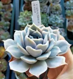 hikaru様 リクエスト 2点 まとめ商品