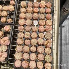 Top【選抜株】多肉植物 360752レッドクィーン 35個 鉢無し - メルカリ
