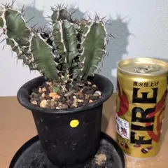 ユーフォルビア ムランジーナ 実生 サボテン アガベ 多肉植物 柱