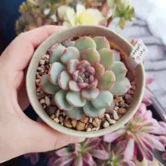 小桃いろは 古都の葉 3カット - メルカリ