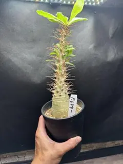 【希少】パキポディウム ラメリー 約40cm 美株 実生 塊根植物　抜き苗発送 希少】パキポディウム ラメリー 約40cm 美株 実生 塊根植物 抜き苗発送