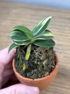 【 名護蘭 】明丸縞　280 名護蘭 】明丸縞 280 名護蘭 】明丸縞 280 - メルカリ